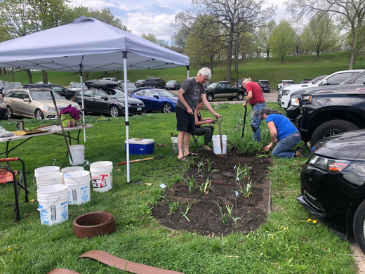 volunteers digging iris